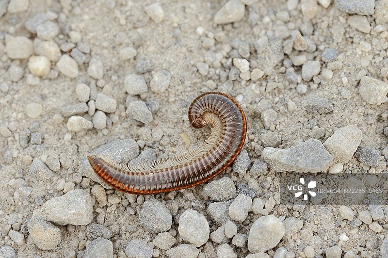 沙条千足虫或普通双条千足虫（Ommatoiulus sabulosus），德国北莱茵-威斯特法伦图片素材