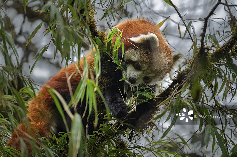 西方红熊猫（Ailurus fulgens），在尼泊尔科希省贾穆纳的西格利拉国家公园吃竹子图片素材