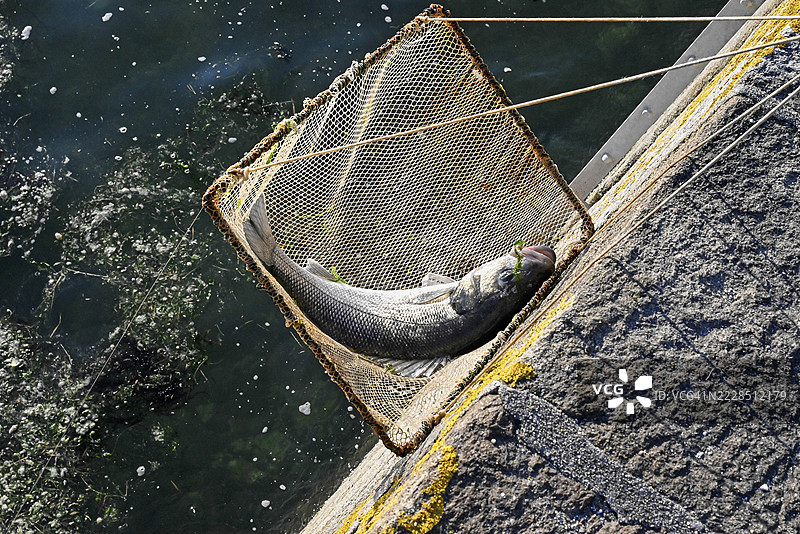 在法国卢瓦尔河大区的勒克鲁瓦西克捕获的鲑鱼网中图片素材