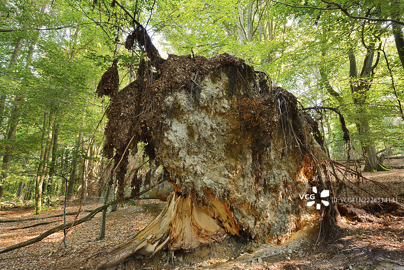 欧洲云杉或红云杉(Picea abies),倒下的云杉根盘,特乌图堡森林,北莱茵-威斯特法伦,德国图片素材