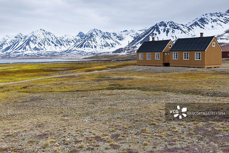 山景背景下的木屋，石苔（Saxifraga oppositifolia），石苔科（Saxifragaceae），Ny-Alesund，斯匹茨卑尔根，斯瓦尔巴群岛图片素材