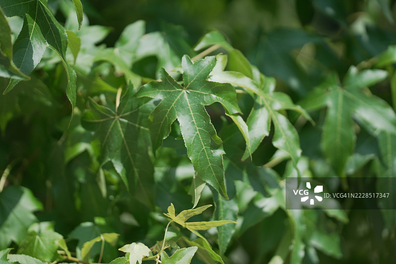 美洲甜胶树图片素材