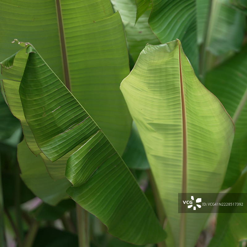 Mussa yunnanensis图片素材