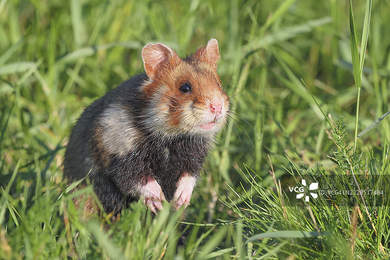 田鼠(Cricetus cricetus),在草地上专注地坐着,野生动物,动物,啮齿动物,黄昏和夜间活动的领土独行者,奥地利下奥地利州,东欧图片素材