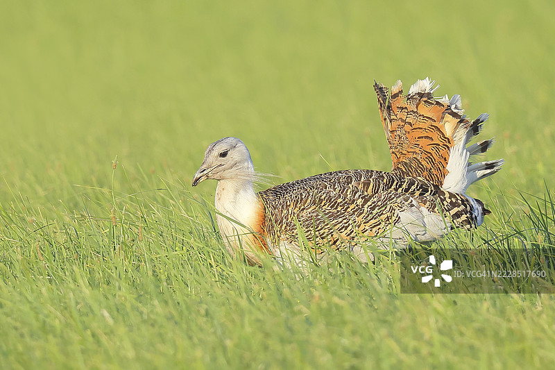 大鸨(Otis tarda),在草地上寻找食物,草原鸟类,极为稀有的鸟种,濒危,最重的飞鸟,雄性,野生动物,自然摄影,纽西德湖,汉萨格,布尔根兰,匈牙利,奥地利,东欧图片素材