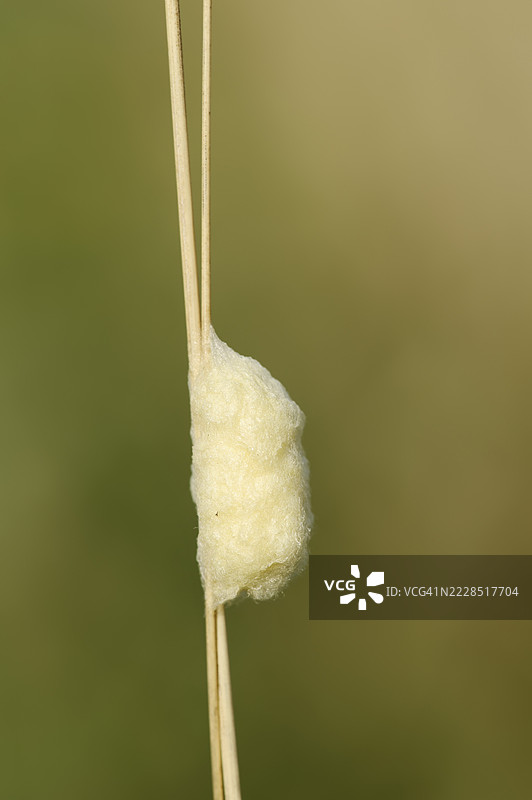 布拉科尼蜂（Braconidae），茧，北莱茵-威斯特法伦，德国图片素材