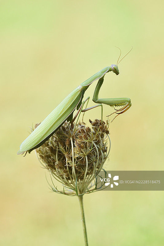 欧洲螳螂（Mantis religiosa），雄性，法国阿尔萨斯上莱茵省图片素材
