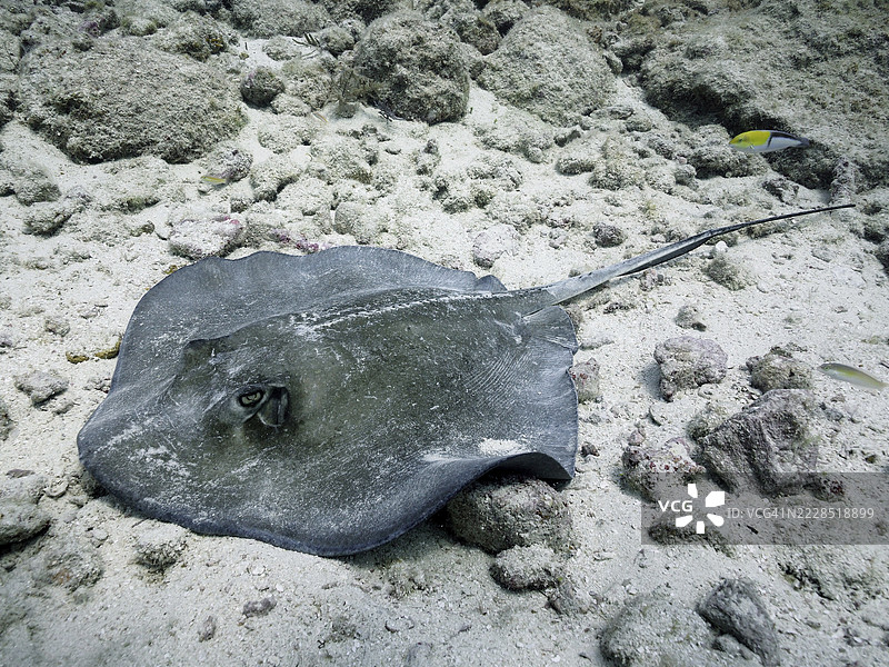 南方黄貂鱼（Hypanus americanus）躺在海底浅色沙子上。潜水地点：约翰·佩内坎普珊瑚礁州立公园，基拉戈，佛罗里达群岛，美国。图片素材