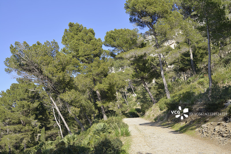 马约卡岛巴利阿里群岛的卡普德斯皮纳尔徒步小径图片素材
