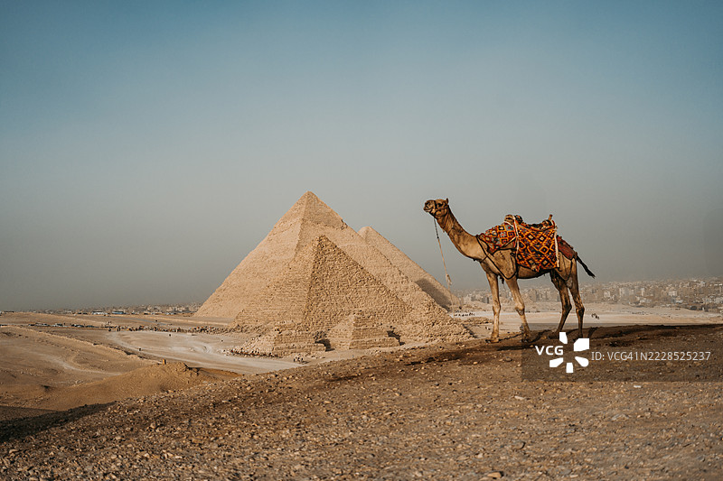 金色光芒中的骆驼与大金字塔图片素材