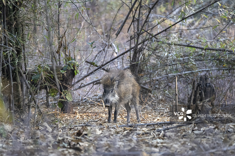 印度野猪（苏斯波纹鱼），在森林中，班达夫加尔国家公园，马伊里，曼普尔，中央邦，印度图片素材