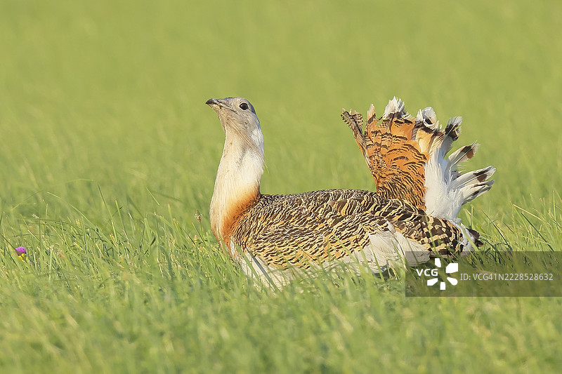 大鸨(Otis tarda),在草地上寻找食物,草原鸟类,极为稀有的鸟种,濒危,最重的飞鸟,雄性,野生动物,自然摄影,纽西德尔湖,汉萨格,布尔根兰,匈牙利,奥地利,东欧图片素材