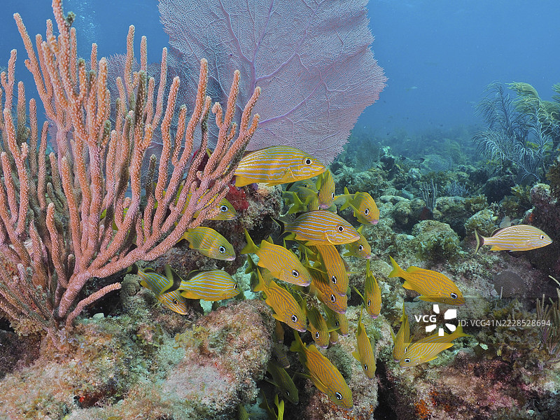 黄色鱼,法国咕噜鱼(Haemulon flavolineatum),在蓝色水域的珊瑚礁周围游动,周围有各种软珊瑚。潜水地点:约翰·佩内坎普珊瑚礁州立公园,基拉戈,佛罗里达群岛,佛罗里达州,美国。图片素材