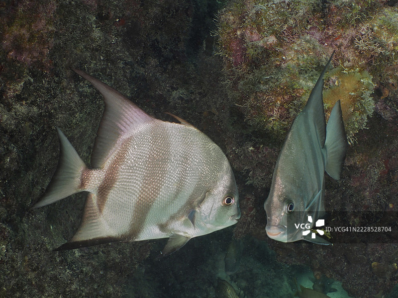 两条鱼，大西洋刀鱼（Chaetodipterus faber），游得很近，周围是岩石。潜水地点：约翰·佩内坎普珊瑚礁州立公园，基拉戈，佛罗里达群岛，佛罗里达州，美国图片素材
