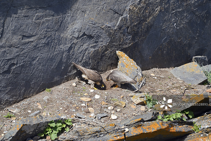 游隼（Falco peregrinus），一对在葡萄牙阿连特茹悬崖的繁殖地点。图片素材