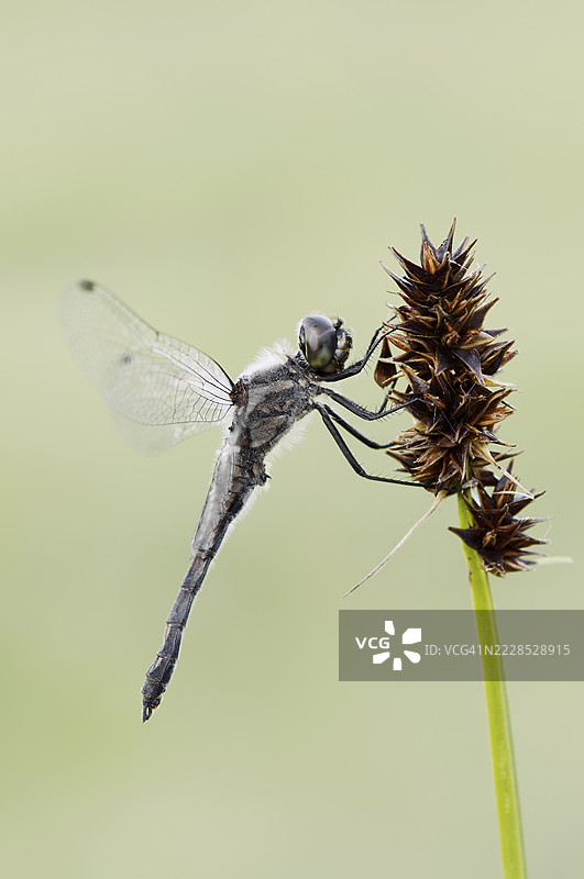 黑蜻蜓（Sympetrum danae），雄性，德国北莱茵-威斯特法伦州图片素材