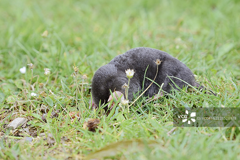 欧洲鼹鼠（Talpa europaea）在德国北莱茵-威斯特法伦的草地上图片素材