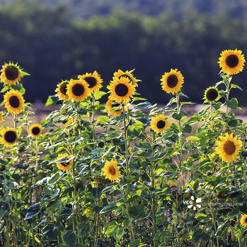 自摘向日葵（向日葵，Helianthus annuus）在德国韦塞尔贝格兰的马里恩明斯特，特奥托堡森林埃格格比尔格自然公园的田野中。图片素材