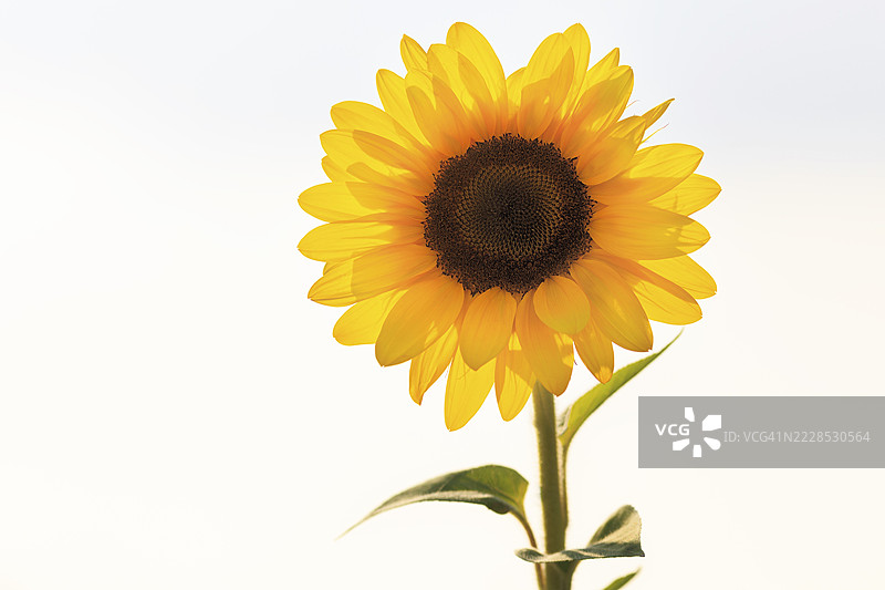 普通向日葵（Helianthus annuus），鲜艳的黄色，白色背景前的特写，文本空白，德国马里恩明斯特图片素材