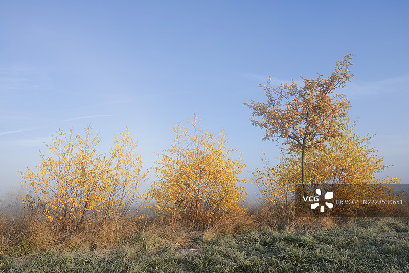 银桦或白桦（Betula pendula）和悬铃木（Quercus robur, Quercus pedunculata）在秋季，德国北莱茵-威斯特法伦州图片素材