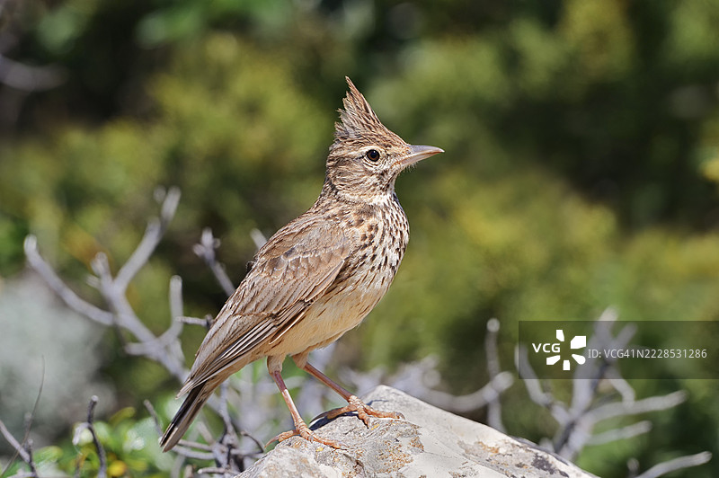 特克拉云雀（Galerida theklae）栖息在石头上，阿尔加维，葡萄牙图片素材