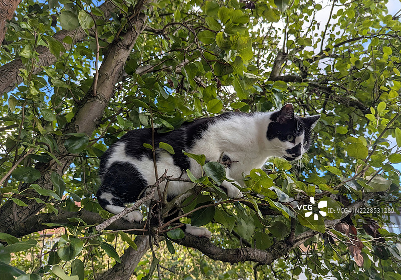猫爬树图片素材