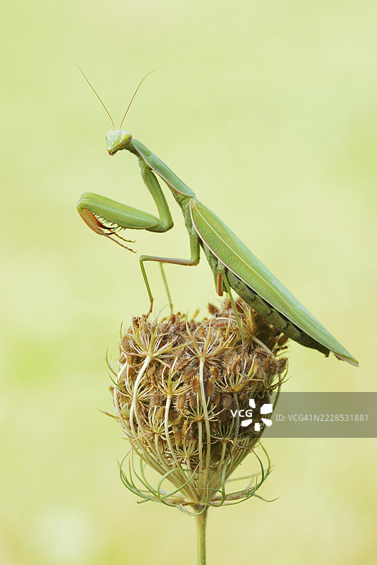 欧洲螳螂（Mantis religiosa），雄性，法国阿尔萨斯上莱茵省图片素材