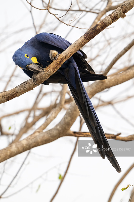 蓝鹦鹉(Anodorhynchus hyacinthinus),潘塔纳尔,内陆,湿地,联合国教科文组织生物圈保护区,世界遗产,湿地生境,马托格罗索,巴西图片素材