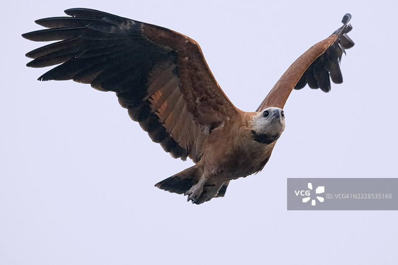 鱼鹰（Busarellus nigricollis），飞行中，潘塔纳尔，内陆，湿地，联合国教科文组织生物圈保护区，世界遗产，湿地生境，马托格罗索，巴西图片素材
