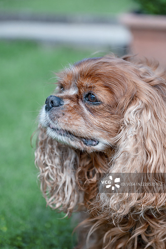 棕色的查理王小猎犬坐在德国梅克伦堡-前波美拉尼亚州罗斯托克的绿色草坪上。图片素材