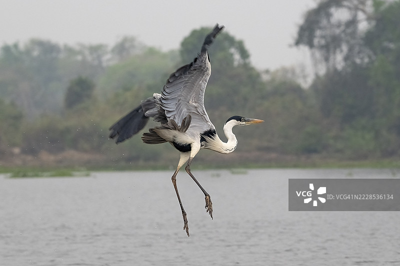 白鹭(Ardea cocoi),飞翔,潘塔纳尔,内陆,湿地,联合国教科文组织生物圈保护区,世界遗产,湿地生境,马托格罗索,巴西图片素材