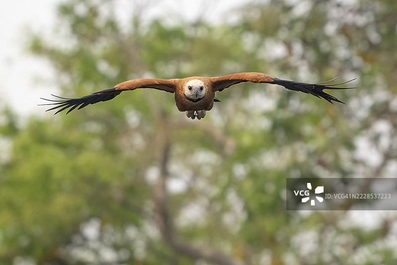 鱼鹰(Busarellus nigricollis),飞行中,潘塔纳尔,内陆,湿地,联合国教科文组织生物圈保护区,世界遗产,湿地生境,马托格罗索,巴西图片素材