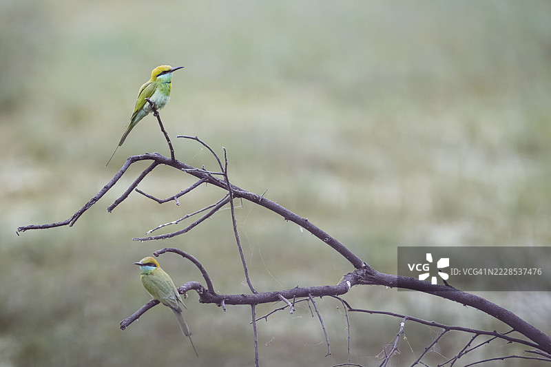 印度巴拉特布尔鸟类保护区的蜜蜂吃鸟图片素材