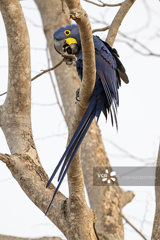蓝鹦鹉（Anodorhynchus hyacinthinus），潘塔纳尔，内陆，湿地，联合国教科文组织生物圈保护区，世界遗产，湿地生物群落，马托格罗索，巴西图片素材