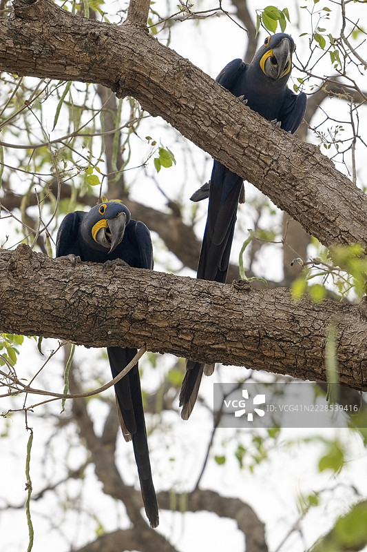 蓝鹦鹉(Anodorhynchus hyacinthinus),潘塔纳尔,内陆,湿地,联合国教科文组织生物圈保护区,世界遗产,湿地生物群落,巴西马托格罗索图片素材