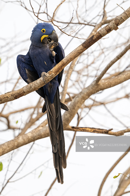 蓝鹦鹉(Anodorhynchus hyacinthinus),潘塔纳尔,内陆,湿地,联合国教科文组织生物圈保护区,世界遗产,湿地生物群落,马托格罗索,巴西图片素材