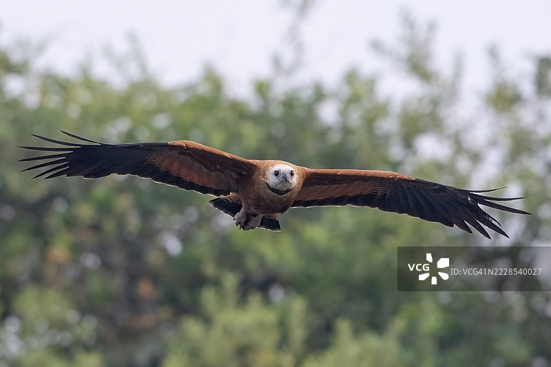 鱼鹰（Busarellus nigricollis），飞行中，潘塔纳尔，内陆，湿地，联合国教科文组织生物圈保护区，世界遗产，湿地生境，马托格罗索，巴西图片素材