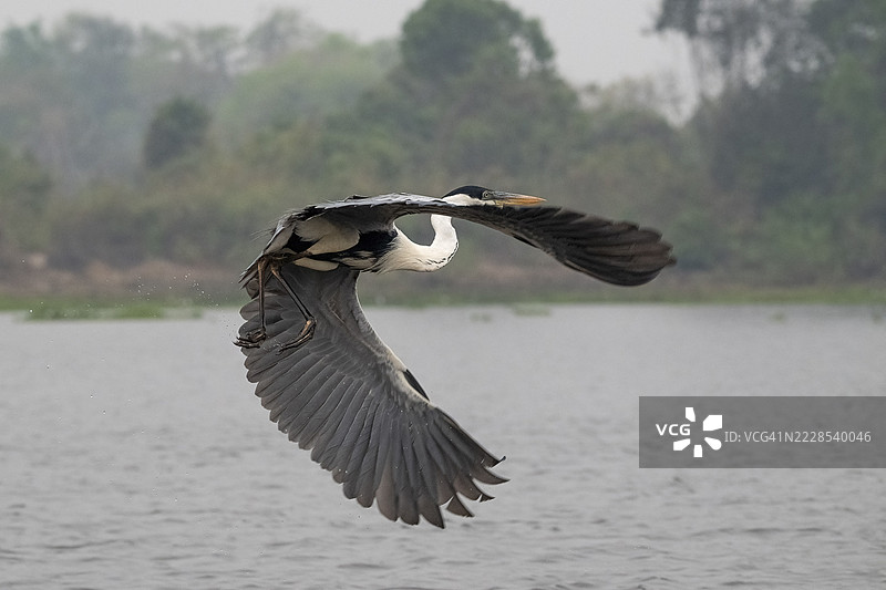 白鹭(Ardea cocoi),飞翔,潘塔纳尔,内陆,湿地,联合国教科文组织生物圈保护区,世界遗产,湿地生境,马托格罗索,巴西图片素材