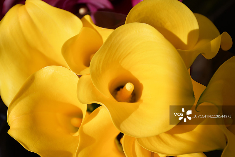 伦敦花市展示的黄色美人蕉特写图片素材