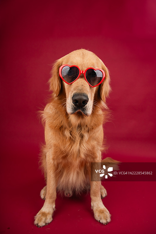 一只戴着心形太阳镜的金毛猎犬肖像，背景为红色。图片素材