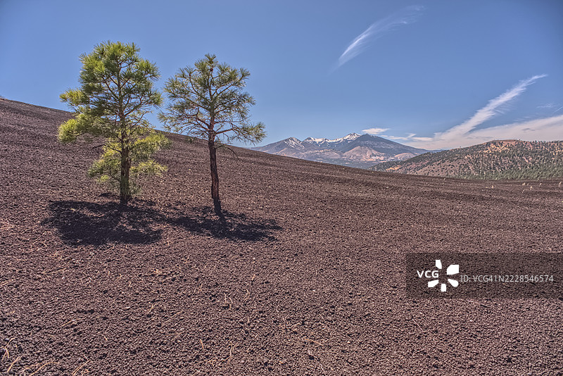 两棵树生长在火山坡上，远处是亨弗里峰，科科尼诺国家森林，亚利桑那州，美国图片素材