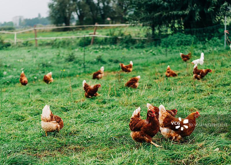 自由放养的鸡在郁郁葱葱的农场草地上觅食图片素材