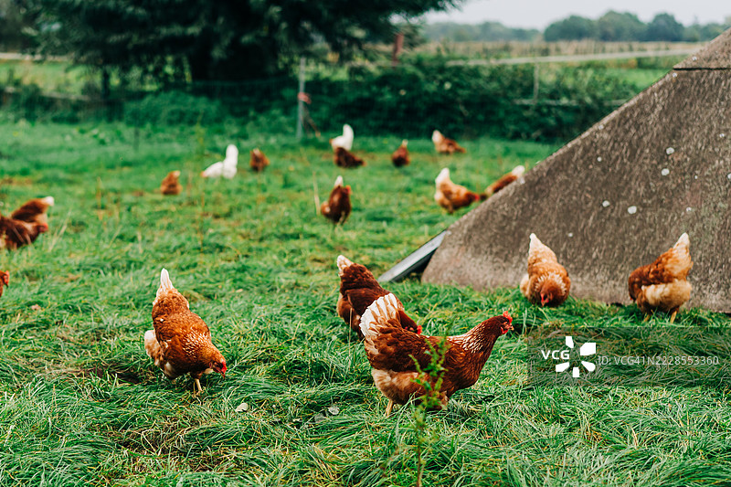 自由放养的鸡在郁郁葱葱的农场草地上觅食图片素材