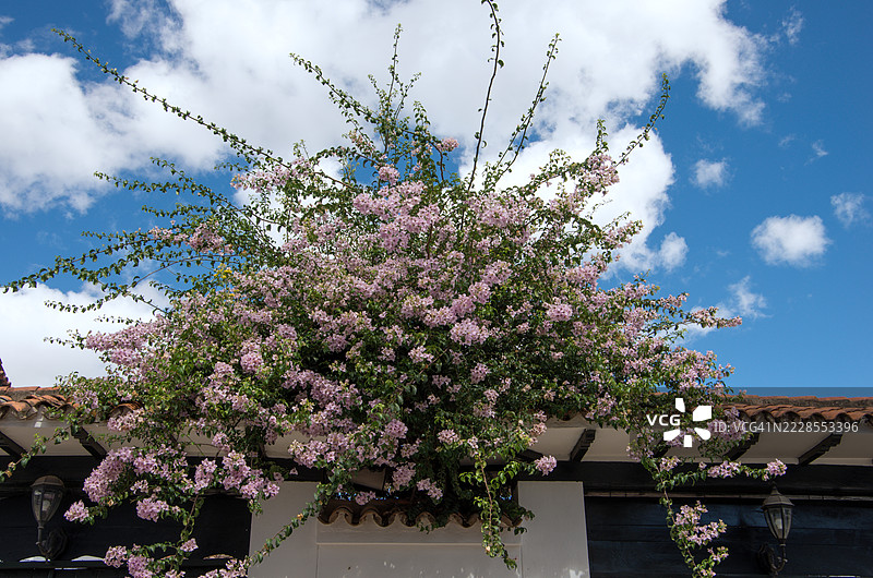 粉色的九重葛植物从殖民风格建筑的陶土瓦屋顶上垂落下来图片素材