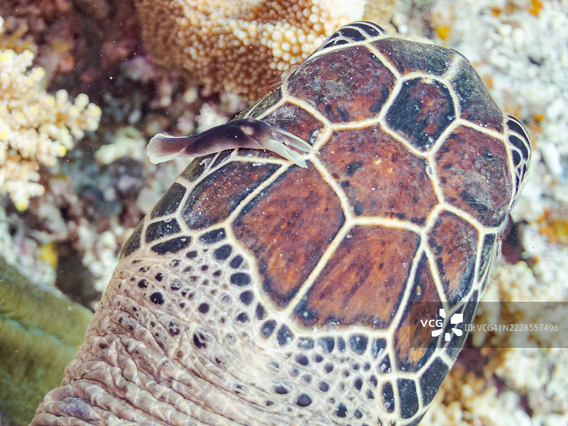 他头上有一只大海蛞蝓。一只大型美丽的绿海龟（Chelonia mydas）在美丽的珊瑚礁上悠闲地游泳，浮出水面喘息。图片素材