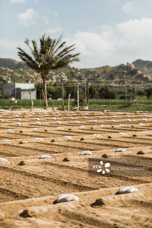 整齐排列的农田，准备种植的种子袋图片素材