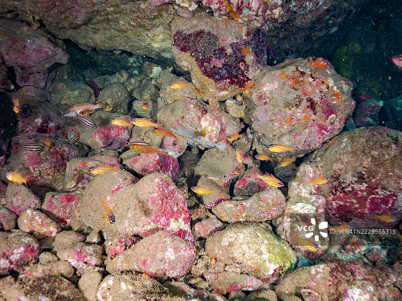 一群美丽的南方橙线红雀鱼（Ostorhinchus properuptus）幼鱼和其他幼鱼。雄鱼将卵含在嘴里并保护它们直到孵化。一群美丽的黑条扫鱼（Pempheris schwenkii）。图片素材