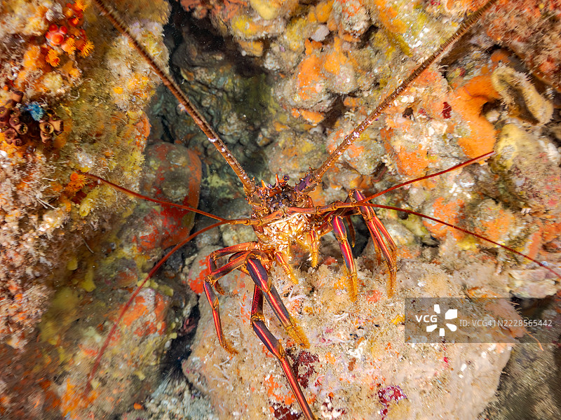 美丽而巨大的日本刺龙虾（Panulirus japonicus）在水下洞穴中。图片素材