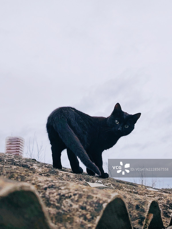 屋顶上的黑猫图片素材