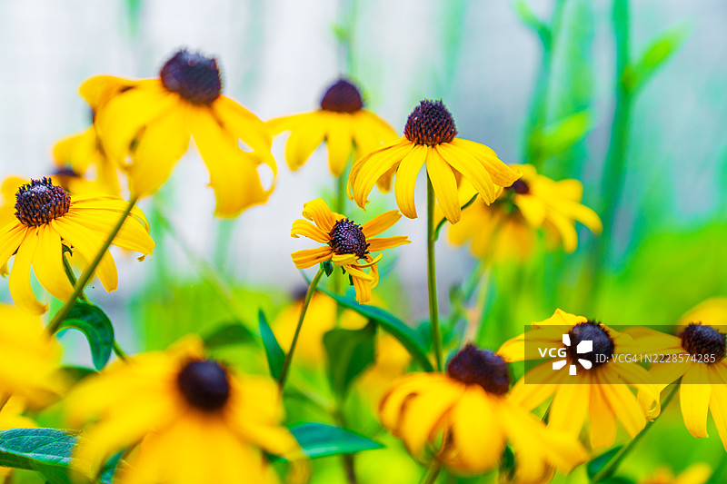 一片黑眼苏珊花在夏日阳光下闪耀。图片素材